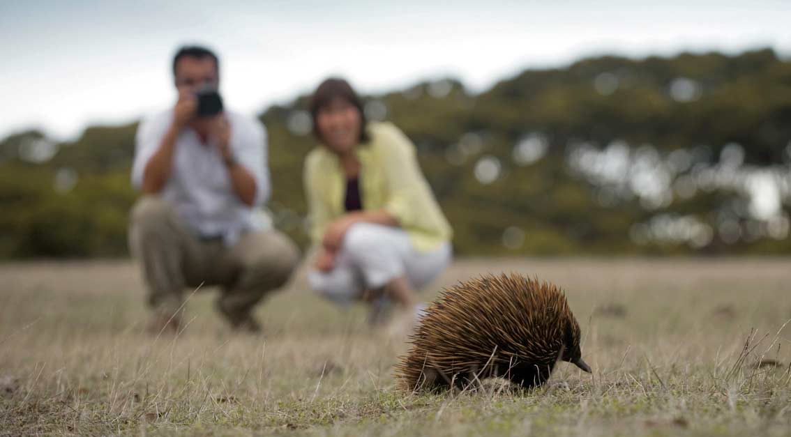 Menschen beobachten und fotografieren Echidna, Ameisenigel in Südaustralien